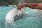 Shark and Ray Feeding