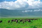 Full-Day Day Trip to Ngorongoro Crater From Arusha Town