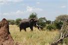 Full-Day Tarangire National Park Tour