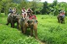 Elephant Trekking