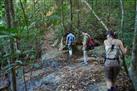 Jungle Trekking