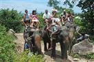 Elephant Trekking