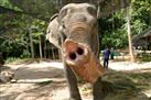 Koh Samui Island Safari and Elephant Ride