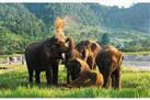Elephant Ride and Jungle Trek Half-Day Tour