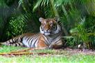 Tiger Zoo Day Tour