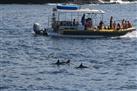 Lanai Snorkel and Dolphin Watch