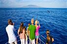 Maui Whale Watch Cruise