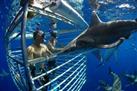 Oahu Shark Dive