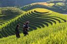 Terraced Rice Fields in Shin Chai Village